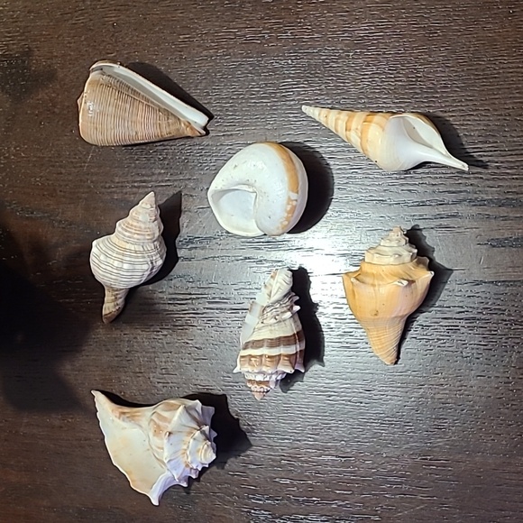 Seashells decor 7 piece Beach house ocean lover great condition vacation house ! - Picture 5 of 10